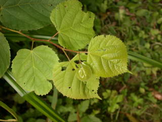 Tilia 'Orbicularis', foliage