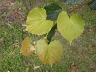 Tilia cordata, foliage