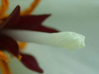 Trochetiopsis ebenus, style (immature flower)