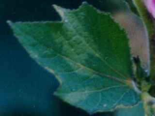 Urena lobata, leaf